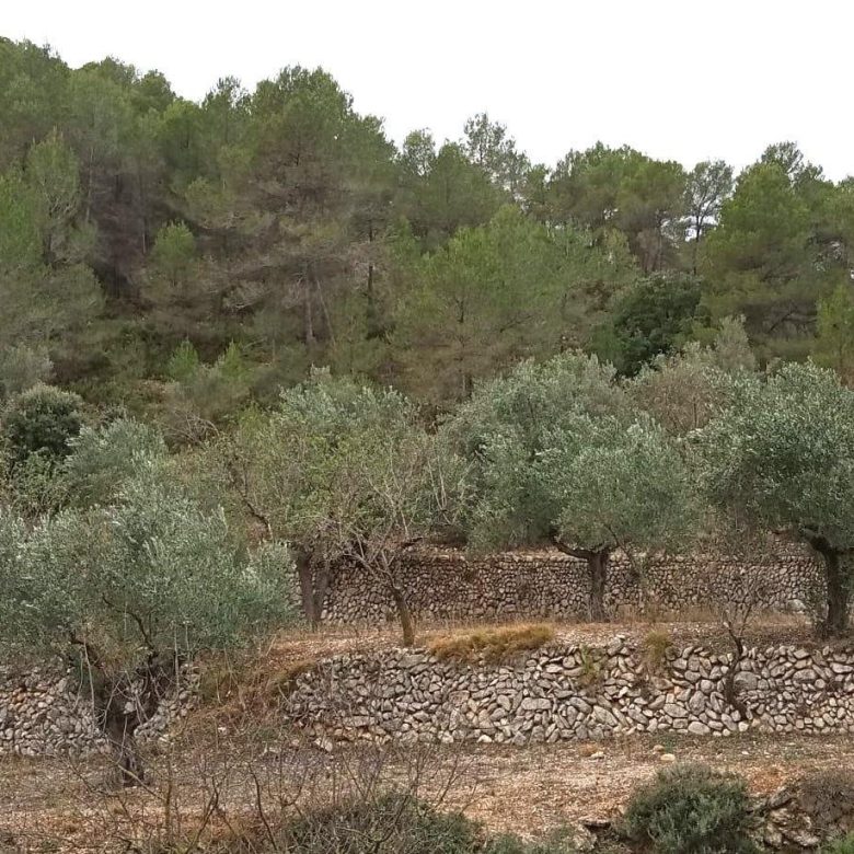 Paysage de terrasses d'oliviers à Aigües