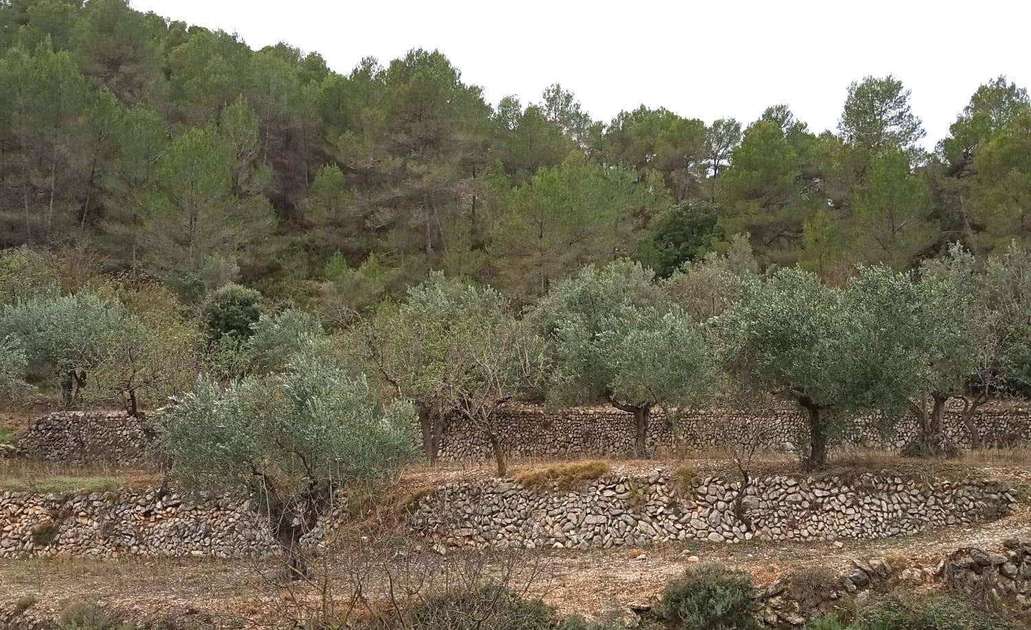 Paysage de terrasses d'oliviers à Aigües